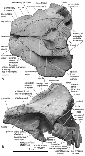 Figure 2 The skull of the holotype of Eodelphis kabatensis (Horikawa, Citation1977), HMH 68037. Photograph of the holotype skull whitened with ammonium chloride. A, dorsal view; B, left lateral view.