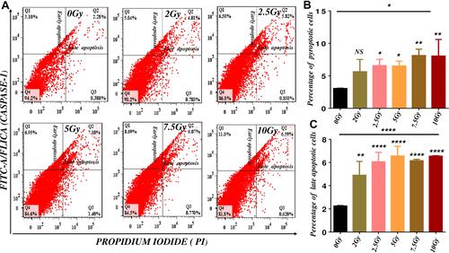 Figure 1 Gamma radiation-induced cell death in microvascular endothelial cells.