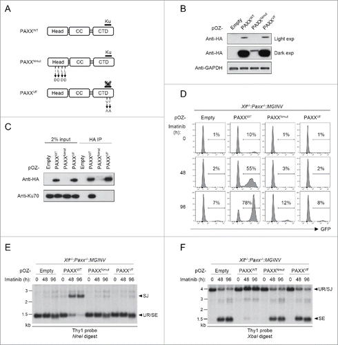 Figure 5. Function of PAXX mutants in NHEJ: (A) The 3 major domains of the PAXX protein: N-terminal head region, coiled coil domain (CC) and C-terminal domain (CTD). The mutations in the are PAXXNmut, and PAXXVF also specified. (B) Western blot analysis of lysates from Xlf−/−:Paxx−/−:MGINV abl pre-B cells reconstituted with Flag-HA-tagged PAXXWT, PAXXNmut, and PAXXVF. Antibodies to HA (Paxx) and GAPDH were used. (C) Western blot analysis of Ku70 association with Paxx and Paxx mutants in WT:MGINV abl pre-B cells. WT:MGINV abl pre-B cells expressing Flag-HA-tagged PAXXWT, PAXXNmut, and PAXXVF were subjected to immunoprecipitation using anti-HA followed by western blotting with anti-HA (Paxx) or anti-Ku70. Input lysates are also shown. (D) Xlf−/−:Paxx−/−:MGINV abl pre-B cells expressing PAXXWT, PAXXNmut, and PAXXVF were treated with imatinib for 0, 48, or 96 hours (h). The percentage of GFP-positive cells is indicated. (E, F) Southern blot analyses of NheI-digested (E) and XbaI-digested (F) genomic DNA isolated from imatinib-treated abl pre-B cells in (D) and hybridized with the Thy1 probe. Hybridizing bands for different pMGINV rearrangements are shown as described in Fig. 1A. Molecular weight markers are indicated (kb).