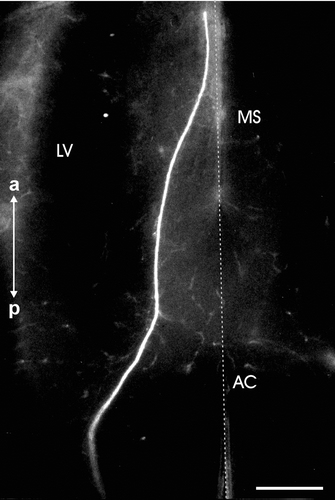 Figure 4. Horizontal brain section of a sample at stage 30 showing EBOS after DiI application to the olfactory epithelium. The stained fibers are reduced if compared to the previous stages of development. AC, anterior commissure; LV, lateral ventricle; MS, medial septum. The vertical dotted line represents the midline. The image is oriented along the anteroposterior axis (a: anterior, p: posterior). Scale bar = 500 µm.