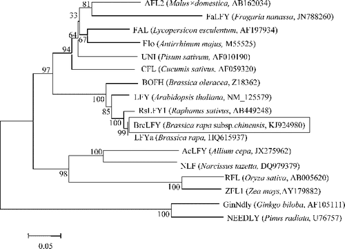 Figure 3. Phylogenetic relationship between BrcLFY and other FLO/LFY homologues.