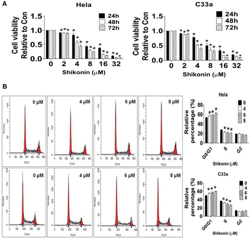 Figure 1 Shikonin inhibited proliferation and induced cell cycle arrest in Hela and C33a cells. (A) Hela and C33a cells were treated with an increasing concentration of shikonin for 24, 48 and 72 hrs. MTT assay was performed to detect the cell growth as described in the Materials and Methods section. (B) Hela and C33a cells were treated with indicated doses of shikonin for 24 hrs. Afterwards, the cells were collected and processed for analysis of cell cycle distribution by flow cytometry. The percentages of the cell population in each phase (G0/G1, S and G2/M) were assessed by Multicycle AV DNA Analysis Software. Values are given as the mean ± SD from 3 independent experiments performed in triplicate. *Indicates a significant difference from the control group (P<0.05).