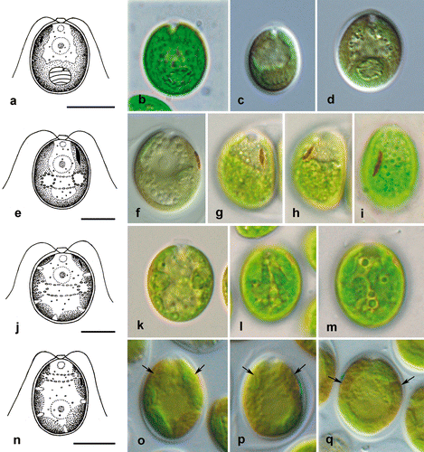 Fig. 7. Morphology of vegetative cells in Microglena. a–d. Microglena uva-maris (SAG 19.89). e–i. Microglena longirubra (SAG 5.92). j–m. Microglena lobata (SAG 31.72). n–q. Microglena basinucleata (SAG 67.72; arrows indicate the position of the pyrenoid, which is unclear). a–f, j, k and n–q show general views of vegetative cells; g–i, l and m, surface views. Scale bars = 10 µm.