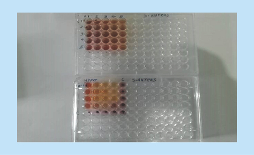 Figure 1.  Synergistic effects of combination of hydroalcoholic Origanum vulgare and Hypericum perforatum extracts, and active ingredients carvacrol and hypericin by means of checkerboard test in a 96-well microplate.