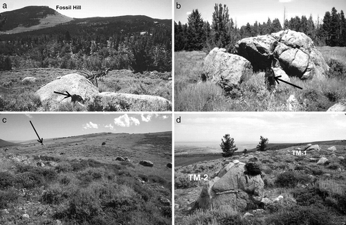 FIGURE 4. Representative morphology of granite boulders on Pleistocene deposits in Sinks Canyon. (a) Boulders on Bull Lake moraine north of PLR-2 (Fig. 2). Backpack indicated for scale. (b) Split and weathered boulder on the Younger Pre–Sacagawea Ridge map unit shown on the south rim of Sinks Canyon in Figure 3c. (c) Scatter of erratic granite boulders between Table Mountain and the Younger Pre–Sacagawea Ridge moraine remnant southwest of Table Mountain shown in Figure 3d. View is from the highest (southwest) end of the moraine remnant. All of the boulders that are clearly visible in the distance (such as the one indicated) are >3 m in diameter and lie directly on the dipslope of the Permian Park City Formation; they are thought to have had all surrounding till eroded from around them. (d) View of two of the granite boulders on the Older Pre–Sacagawea Ridge deposit mapped on Table Mountain (Fig. 2) from which preliminary 10Be exposure ages were obtained. Hat and backpack for scale. These boulders yielded exposure ages of 783 kyr (TM-1) and 135 kyr (TM-2). View is from Table Mountain looking north toward Lander