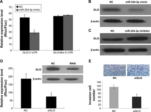 Figure 4 GLI3 as the target gene of miR-324-3p-regulated NPC cell invasion.