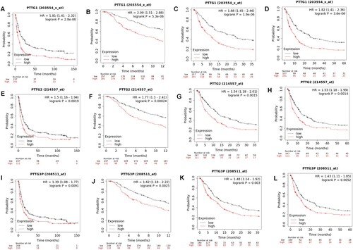 Figure 4. Associations between PTTG gene family expressions and survival outcomes in patients with first progression of gastric cancer. (A–D) PTTG1 levels and first progression survival outcomes in gastric cancer as well as the 1-, 3- and 5-year survival outcomes. (E-H) PTTG2 levels and first progression survival outcomes in gastric cancer as well as the 1-, 3- and 5-year survival outcomes. (I-L) PTTG3P levels and first progression survival in gastric cancer as well as the 1-, 3- and 5-year survival outcomes. (Shorter FP patients with high expressions of PTTG1/PTTG2/PTTG3P while longer FP patients with low expressions).