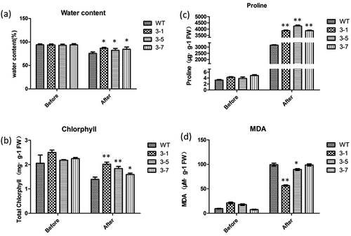 Figure 5. Measurement of physiological and biochemical indexes of transgenic and wild type plants treated with drought. (a) The water content of WT and transgenic Arabidopsis. (b) The total chlorphyll content of WT and transgenic Arabidopsis. (c) The proline content of WT and transgenic Arabidopsis. (d) The MDA content of WT and transgenic Arabidopsis. Asterisks indicate statistically significant differences (*P < .05, **P < .01; Student’s t-test).