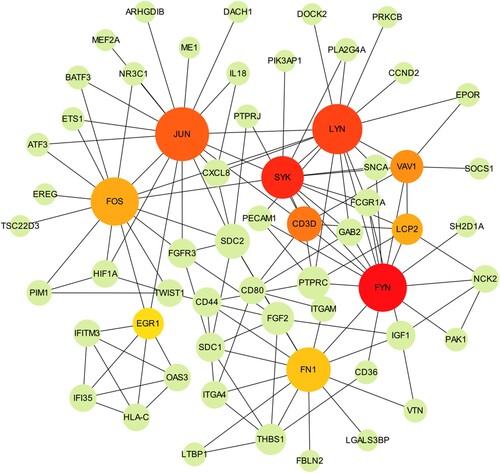 Figure 4. The PPI network was constructed using the top10 hub genes. 10 hub genes were calculated by cytoHubba. The size of each node represents its degree.