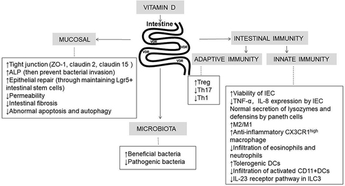 Figure 3 Vitamin D influence the development of IBD by directly impacting intestinal immunity, microbiota and the intestinal mucosal barrier.