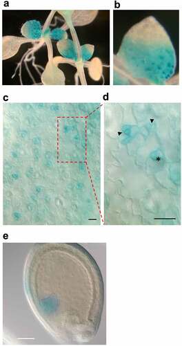 Figure 2. SCL28 expression is confined to proliferating cells. GUS staining of transgenic plants harboring pSCL28:GUS. (a and b): Shoots (a) and fourth leaf (b) of a GUS-stained seedling. (c and d): Leaf epidermis. The arrowheads and asterisk indicate meristemoids and guard mother cells, respectively. Scale bars = 20 µm. (e) Heart-stage embryo. Scale bar = 100 µm.