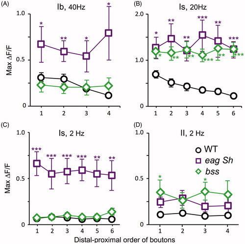 Figure 9. Lack of longitudinal gradients of GCaMP signals in motor terminals of hyperexcitable mutants of Na+ and K+ channels. GCaMP signal amplitudes (max ΔF/F) are plotted against the bouton distal–proximal rank order. (A) Type Ib, 40 Hz. (B) Type Is, 20 Hz. (C) Type Is, 2 Hz. (D) Type II, 2 Hz. Same samples from Figure 5. Note the preferential effects of bss on type II at 2 Hz (D) and on type Is at 20 Hz (B), and the pervasive effects of eag Sh, most strikingly on type Is (even at 2 Hz, C). One-way ANOVA and Tukey’s post hoc tests for boutons in the same longitudinal position were performed (N = 5–12 for each genotype).