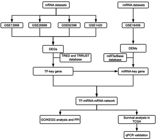 Figure 1 Flowchart of the bioinformatics analysis.Abbreviations: DEGs, differentially expressed genes; DEMs, differentially expressed miRNAs; miRNA, microRNA; PPI, protein-protein interaction; TCGA, the Cancer Genome Atlas; TF, transcription factor; TRED, Transcriptional Regulatory Element Database; TRRUST, Transcriptional Regulatory Relationships Unraveled by Sentence-based Text mining.