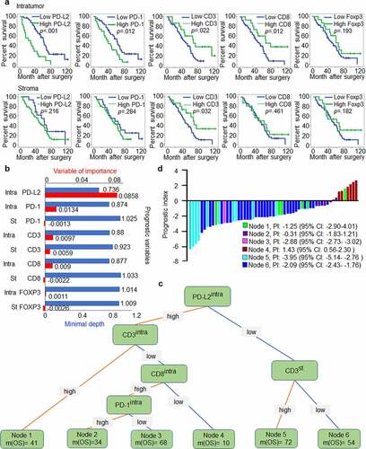 Figure 5. PD-L2-based immune signature correlates with survival of patients with HNSCC. (a) Kaplan-Meier method for overall survival (OS) based on intratumoural and stromal levels of PD-L2 and other immune markers. (b) Random survival tree analysis (STA) model using the variable of importance (VIMP) and minimal depth of prognostic variables in predicting OS. Longer VIMP bars with shorter minimal depth bars indicate a greater influence of the variable. (c) The variables selected by the STA model were used to generate a survival tree. (d) Waterfall plot of each prognostic index was drawn from the six nodes