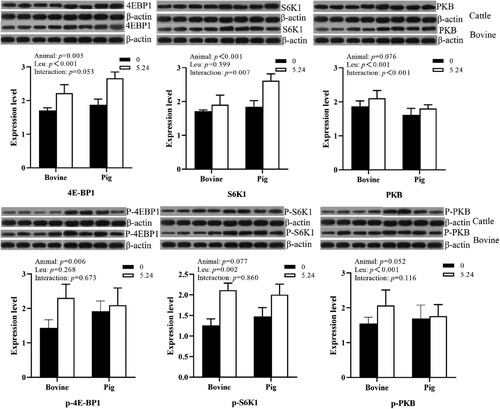 Figure 2. The effect of Leu on the expression and phosphorylation of key proteins in the mTOR signaling pathway in the pancreatic tissue of cattle and pigs in vitro.