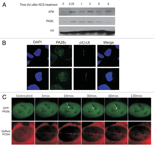 Figure 5 A fraction of PA28γ is recruited to DNA damage sites. (A) U2OS cells were treated with 400 ng/ml of NCS. At various time points following damage induction, the chromatin fraction was isolated and blotted with the indicated antibodies. (B) DNA damage was induced in U2OS cells using a focused laser microbeam. Twenty min later, the cells were treated with 0.25% NP40, fixed and co-stained with antibodies against PA28γ and γH2AX. (C) U2OS cells stably expressing GFP-PA28γ were transfected with DsRed-PCNA, and localized DNA damage was induced using a focused laser micro-beam. The cells were monitored using time-lapse imaging. Note the fraction of PA28γ that was recruited to the sites of DNA damage and co-localized with DsRed-PCNA, lasting up to 1 h following damage induction.