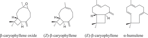 Figure 2. Trans‐caryophyllene, its isomers, and oxidative product.