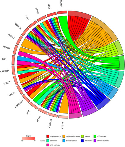 Figure 5 The resveratrol-targeted genes enrichment analysis information.