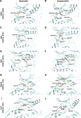 Figure S2 Docked pose and hydrogen bond interactions of quercetin and isoquercitrin with CMGC family serine/threonine kinases.