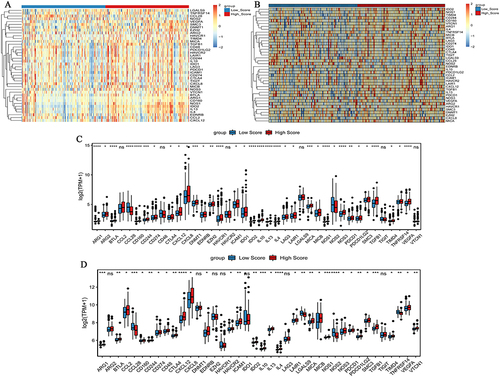 Figure 6 Expression of cancer-immune cycle negative regulatory genes in high and low risk score groups. (A) Heat map of cancer-immune cycle negative regulatory genes in high and low risk score groups in the TCGA-colon cancer dataset. The clustering is constructed using the full chain method together with the Euclidean distance. Each row and column represents a cancer-immune cycle negative regulatory gene and a sample, respectively. Orange indicates above the reference channel (high expression genes). Blue indicates below the reference channel (low expression genes). (B) Heat map of cancer-immune cycle negative regulatory genes in high and low risk score groups in the GSE17536 dataset. The clustering is constructed using the full chain method together with the Euclidean distance. Each row and column represents a cancer-immune cycle negative regulatory gene and a sample, respectively. Orange indicates above the reference channel (high expression genes). Blue indicates below the reference channel (low expression genes). (C) Box plot of cancer-immune cycle negative regulatory genes in the TCGA-colon cancer dataset; (D) Box plot of cancer-immune cycle negative regulatory genes in the GSE17536 dataset. *P <0.05; **P <0.01; ***P <0.001;****P <0.0001.