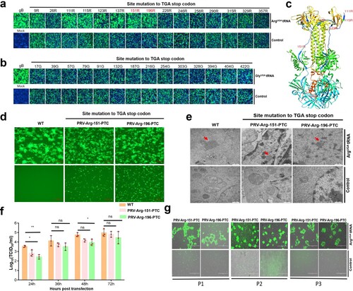 Figure 6. ACE-tRNAs as a precise switch for PRV-PTC replication. (a) A cell-to-cell fusion assay was used to evaluate the read-through efficiency of PTC-harbouring gB mutants by Arg-tRNAUGA or (b) Gly-tRNAUGA. A total of 150 ng (each) of plasmids encoding gB or its mutants, gD, gH, gL, pDC315-EGFP and 400 ng of the indicated ACE-tRNA were cotransfected into RK13 cells growing in 24-well plates. In parallel, transfection of the ACE-tRNA empty vector pUC57 with these plasmids was performed in each group as a control. Fluorescence microscopy was used to analyse the read-through efficacy with the indicated gB-mediated cell fusion analysis 48 h after transfection. The wild-type gB-transfected group served as the positive control, and the nontransfected group served as the mock control. Nuclei were stained with DAPI, scale bar = 200 μm. (c) The corresponding position of PTC sites with good fusion and expression effects in the gB crystal structure. (d) Rescue of PRV-PTC virus in HEK-293T cells. pPRV-Arg-151-PTC and pPRV-Arg-196-PTC were cotransfected with 2 µg of Arg-tRNAUGA or pUC57 plasmid into cells. The 2 µg pPRV-Bac transfection group was used as a positive control, and the untransfected group was used as a mock control. At 48 hpi, the CPE phenotype was observed using fluorescence microscopy. (e) Electron microscopy was used to observe the morphology of PRV-PTC and PRV-WT. Scale bar = 50 nm. (f) The TCID50 was calculated to determine the titre of PRV-PTC rescued at different time points. Experiments were repeated at least three times. Error bars represent the SD. (g) Verification of the genetic stability of progeny PTC-harbouring viruses by passaging in HEK-293T cells expressing Arg-tRNAUGA or the control cells.