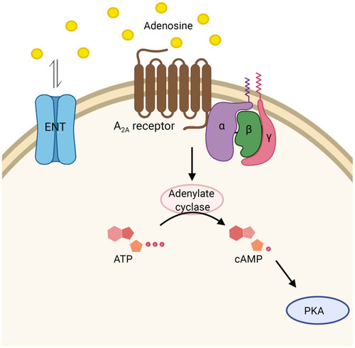 Figure 6 Adenosine signaling. Equilibrative nucleoside transporter proteins (ENT) facilitate diffusion of adenosine across the cell membrane. Adenosine activates G protein-coupled adenosine receptor (A2A), leading to cAMP formation mediated by adenylate cyclase activity and subsequent activation of protein kinase A (PKA).