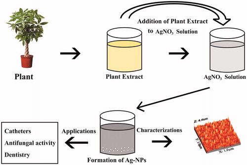 Figure 3. Schematic diagram for synthesis of Ag-NPs by using plan/plant extracts.