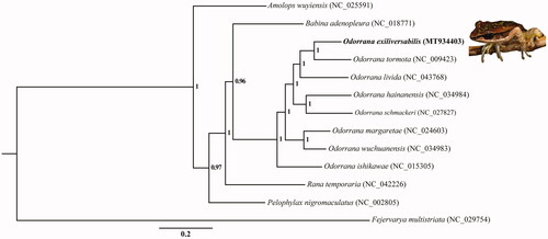 Figure 1. Phylogenetic tree (Bayesian inference) among the ranid species based on the mtDNA sequence of the 13 PCGs. Numbers beside the nodes are posterior probability. Samples sequenced in this study is highlighted in bold.