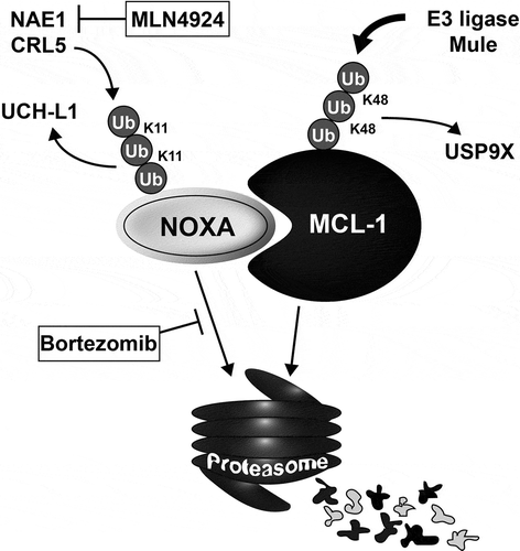 Figure 2. Protein regulation of NOXA and MCL1, and drugs that target these aspects.Schematic overview of current knowledge of protein regulation of NOXA and MCL1 via the (de)ubiquitination machinery. Drugs with proven or clearly expected clinical potential are indicated by boxes at the steps they target. See main text for details. Ub = Ubiquitin, K11, K48 denote lysine11 or Lys48 linkage in ubiquitin chains.