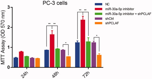 Figure 8. miR-30a-5p regulates prostate proliferation by targeting PCLAF. MiR-30a-5p inhibitor promoted PC-3 cell proliferation. The cells transfected with the indicated NC or inhibitor were subjected with MTT assays. The rescue experiments for miR-30a-5p inhibitions were performed by transfection of shPCLAF in miR-30a-5p inhibitor-treated cells. All the experiments were performed at least four times and representative results are displayed as mean ± SD. *p < .05, **p < .01.