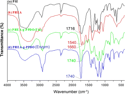 Figure 3 FT-IR spectra of (a) PSI, (b) PHEA, (c) PHEA-g-PPDO (Tin), and (d) PHEA-g-PPDO (Enzy).