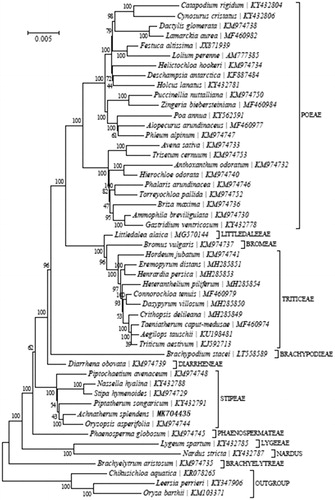 Figure 1. Maximum likelihood (ML) tree of A. splendens and its related relatives based on the complete chloroplast genome sequences.