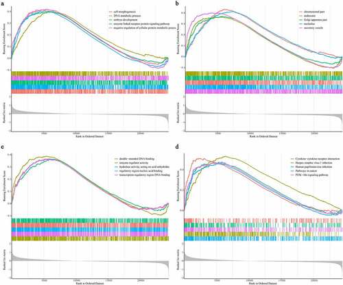 Figure 6. Identification of gene signature related function annotation. (a-d) The GO biological process terms (a), GO cellular components terms (b), GO molecular functions terms (c) and KEGG pathways (d) enriched by differentially expressed genes between high- and low-risk group