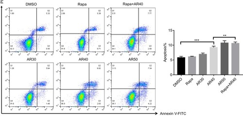 Figure 4 AR-A014418 (AR) induced apoptosis and increased chemotherapy sensitivity of chordoma cells. After treatment with DMSO (as control), Rapamycin (500nM), gradient concentration of AR (30, 40, 50μM) or a combination of rapamycin and AR for 48 h, cells were stained with Annexin-V-FITC and PI and apoptosis was examined by flow cytometry. The percentages of chordoma cells in apoptosis are shown. DMSO, dimethyl sulfoxide. **p< 0.01, ***p< 0.001.