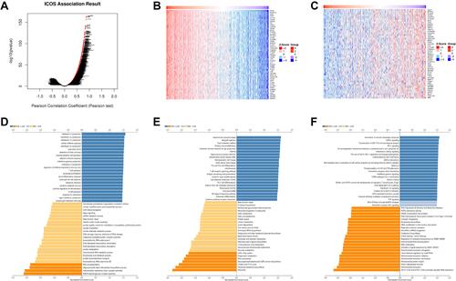 Figure 5 Functional analysis of genes co-expressed with ICOS in LUAD. (A) Volcano map of genes significantly associated with ICOS in LUAD. (B and C) Top 50 genes positively and negatively associated with ICOS in LUAD (D–F) GO, KEGG and Reactome enrichment analysis of ICOS in LUAD.