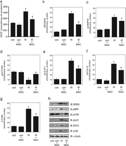 Figure 2. Effect of antioxidant NAC supplementation on ROS and autophagy markers in the lungs of mice exposed to cigarette smoke (CS) for 45 days (n = 10 per group). Dichlorofluorescein (DCF) level (a), protein levels of SESN2 (b), AMPK phosphorylation (c), mTOR phosphorylation (d), ULK1 phosphorylation (e), ATG12 (f), LC3B (g), and representative western blot of the considered proteins (h) in the control (non-exposed group), control plus NAC, CS exposure for 45 days without NAC, and 45 days of CS exposure with NAC. Data are expressed as the mean and standard error of the means (mean ± SEM) and analyzed statistically by one-way analysis of variance, followed by Tukey’s HSD post hoc test. (*p < 0.05 versus control and control + NAC; #p < 0.05 versus 45 + NAC).