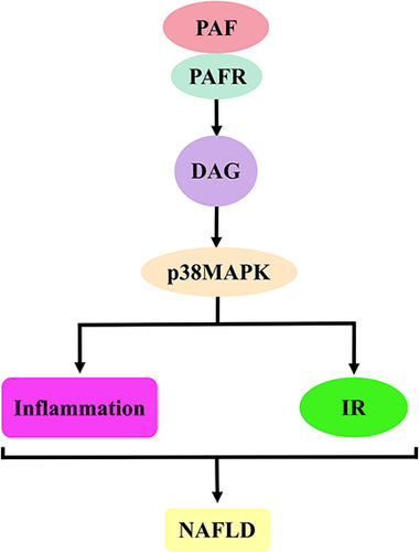 Figure 9 PAF activates DAG–p38MAPK signalling pathway to promote the mechanism of NAFLD development. The binding of PAF to PAFR induces DAG production. The activation of DAG induces p38MAPK activation, which is involved in NAFLD development by inducing inflammatory responses and IR.