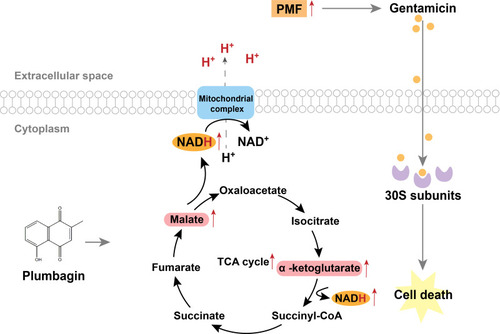 Figure 4 Proposed model for antibacterial mechanism of plumbagin. Plumbagin increased NADH production from malate and α-ketoglutarate in the TCA cycle, thereby increasing PMF and stimulating bacterial uptake of gentamicin to potentiate its bactericidal effect.