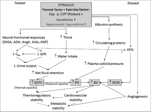 Figure 2. Factors that acutely and chronically determine blood volume with repeated training bouts, and the consequential effects on the physiology of exercise. This schematic is based mostly on that developed by Convertino,Citation79 extended to incorporate subsequent research on the role of central blood volume on renal-, albumin- and EPO- mediated volume expansion.Citation81-84 Abbreviations: ADH = Anti-diuretic hormone; Aldo = Aldosterone; AngII = Angiotensin II; ANP = Atrial natrietic peptide; BV = Blood volume; CNa = sodium clearance; ECFV = Extra cellular fluid volume; EPO = Erythropoietin; GFR = Glomerular filtration rate; PV = plasma volume; RCM = Red cell mass; SNSA = Sympathetic nervous system activity.