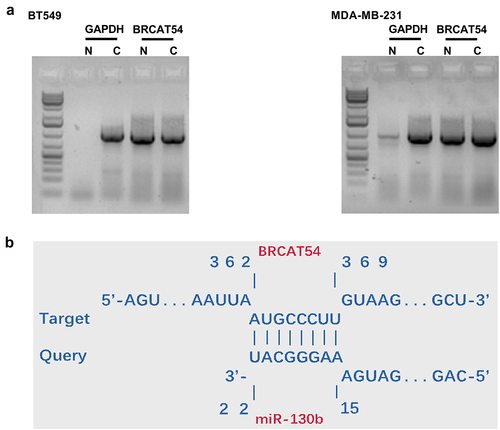 Figure 2. The subcellular location of BRCAT54 in TNBC cells and it may be targeted by miR-130b.