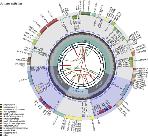 Figure 2. Chloroplast genome map of Prunus salicina cultivar ‘Zuili’ by CPGview. The map contains six tracks in default. From the center outward, the first track shows the dispersed repeats. The dispersed repeats consist of direct (D) and Palindromic (P) repeats, connected with red and green arcs. The second track shows the long tandem repeats as short blue bars. The third track shows the short tandem repeats or microsatellite sequences as short bars with different colors. The colors, the type of repeat they represent, and the description of the repeat types are as follows: black: c (complex repeat); green: p1 (repeat unit size = 1); yellow: p2 (repeat unit size = 2); purple: p3 (repeat unit size = 3); blue: p4 (repeat unit size = 4); orange: p5 (repeat unit size = 5); red: p6 (repeat unit size = 6). The quadripartite structure (LSC, SSC, IRA, and IRB) is illustrated on the fourth track. The GC content is plotted on the fifth track. The genes are shown on the sixth track. The optional codon usage bias is displayed in the parenthesis after the gene name. Genes are color-coded by their functional classification. The transcription directions for the inner and outer genes are clockwise and anticlockwise, respectively. The functional classification of the genes is shown in the bottom left corner.