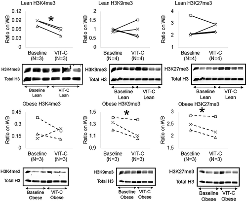 Figure 4. Effects of VIT-C on protein expression of genomic histone H3K4me3, H3K9me3, and H3K27me3 in Lean (solid lines) and Obese (dashed lines) MSCs. VIT-C reduced H3K4me3 in Lean MSCs, and H3K9me3 and H3K27me3 in Obese MSCs. *p ≤ 0.05 vs. baseline