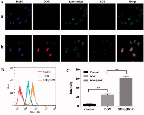 Figure 5. Cellular uptake of DOX@SOF.(A) CLSM images of MCF-7/ADR cells after 6 h incubation with DOX (a), DOX@SOF (b). (B), (C) The fluorescence intensity of MCF-7/ADR cells cultured with Culture medium, SOF and DOX@SOF. (mean ± SD, n = 3; **p < 0.01).