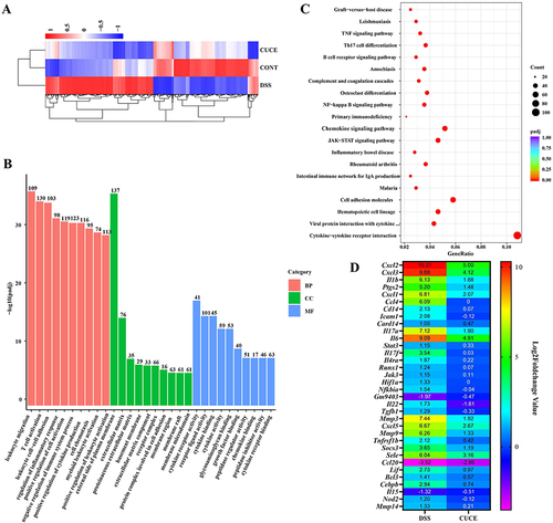 Figure 5 Cucurbitacin E modulates gene expression in DSS-treated mice. (A) Heatmap showing differentially expressed genes; (B) GO analysis for differentially expressed genes; (C) KEGG analysis for differentially expressed genes. (D) The relative expression of differently expressed genes enriched in the TNF signaling pathway, Th17 cell differentiation and NFκB signaling pathway in DSS and CUCE group when compared with those in CONT group.