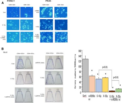 Figure 2 (A) Morphological changes of CSCs and non-CSCs delivered from PK45 cells 72 h after treatment with carbon-ion beam irradiation alone, X-ray irradiation alone or in combination with the miR-200c mimic. (B) Colony formation of CSCs and non-CSCs delivered from PK45 cells after treatment with carbon-ion beam, X-ray irradiation alone or in combination with the miR-200c mimic. *p< 0.01 compared to the control.