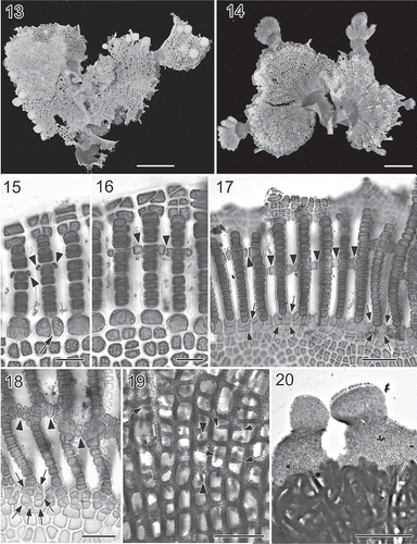 Figs 4. Martensia kentingii W.-C. Yang & S.-M. Lin sp. nov. Habit and network morphology (Hou Wan, Kenting National Park). 13. Holotype, a female plant. Scale bar = 5 mm. 14. Isotype, a young plant. Scale bar = 5 mm. 15. Early stage of network formation showing cross-connecting strand initials (arrowheads) cut off bilaterally from longitudinal lamellae, and basal cells of longitudinal lamellae divided once. Scale bar = 50 μm. 16. Another early development of network showing elongation of cell rows of longitudinal lamellae by intercalary cell divisions, and the formation of cross-connecting strands by pit connections between cells (arrowheads) derived from longitudinal lamellae on opposite sides. Scale bar = 50 μm. 17. Further development of network showing the formation of cross-connecting strands by pit connections between cells (arrowheads) derived from longitudinal lamellae on opposite sides, and further cell division of basal cells (arrows). Scale bar = 125 μm. 18. Basal portion of an older network showing cross-connecting strands (arrowheads) and transversely and oblique cell divisions of basal cells (arrows). Scale bar = 100 μm. 19. Middle portion of an older network showing secondary cross-connecting strands (arrows) and secondary longitudinal lamellae (arrowheads). Scale bar = 500 μm. 20. Close up of upper portion of network bearing lobed, membranous margin. Note that a new network band is already initiated along the margin of the lobe on the right. Scale bar = 1 mm.