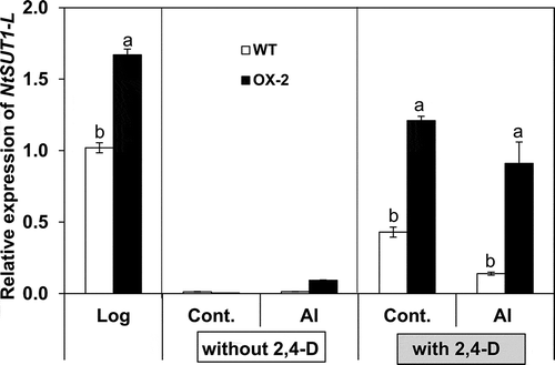 Figure 4 Effects of 2,4-dichlorophenoxyacetic acid (2,4-D) and aluminum (Al) on NtSUT1-L expression in BY-2 cell lines (wild type (WT), over-expressor (OX)-2). Cells at the logarithmic phase of growth were treated without (control) or with Al (50 µM) in the absence or presence of 2,4-D (1.5 µM) for 18 h. The NtSUT1 expression levels of the cells were evaluated by real-time reverse transcription polymerase chain reaction (RT PCR) analysis using specific primers for NtSUT1-L. Relative expression levels were normalized against the values of the Actin9 transcripts. Each value represents the mean ± standard error (SE) of three samples from three independent experiments. For each treatment condition, significant differences between lines are indicated with different lower case letters, which were determined by least significant difference (LSD) test at P < 0.05.