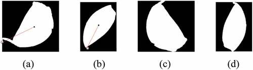 Figure 16. Orientation adjustment results for the garlic cloves in Figure 7(a) (polar radius curve processed by the wavelet packet). (a) the maximum polar radius of garlic clove 1. (b) Maximum polar radius of garlic clove 2. (c) Orientation adjustment for garlic clove 1. (d) Orientation adjustment for garlic clove 2.