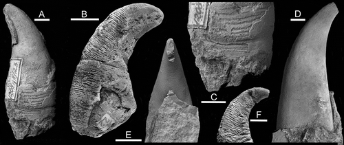 Figure 2. Pollicina from the Ordovician of Estonia and Russia. A. C–E. Pollicina crassistesta Koken, Citation1897, Ordovician, Darriwilian Series, Kunda Stage, Estonia. A, C. ELM g8:23 [1208g8/23], lectotype, largely exfoliated specimen in lateral view (A) with detail of ornamentation (C), original of Koken & Perner (Citation1925, pl. 38, fig. 9), Domberg (= Toompea). D, E. ELM g8:7 [1208g8/7], paralectotype, internal mould in lateral (D) and sub-apical (E) views, Springthal (= Tondi), original of Koken & Perner (Citation1925, pl. 38, figs. 1, 2). B, F. Pollicina corniculum Koken in Holzapfel, Citation1895, Ordovician, Darriwilian Series, Kunda Stage, Pulkova [Pulkowa], St Petersburg. B. PSM 4/22, lectotype in lateral view. F. CNIGRM 15702 (200/10903), lateral view with deep scratches resulting from preparation on right side. Scale bars: 5 mm.