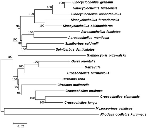 Figure 1. A neighbour-joining (NJ) tree of the 20 species from Cyprinoidea was constructed based on complete mitochondrial genome data. The analyzed species and corresponding NCBI accession numbers are as follows: Sinocyclocheilus graham (GQ148557.1), Sinocyclocheilus huizeensis (MH982229), Sinocyclocheilus anophthalmus (NC_023472.1), Sinocyclocheilus furcodorsalis (GU589570.1), Sinocyclocheilus altishoulderus (FJ984568.1), Acrossocheilus fasciatus (KF781289.1), Acrossocheilus monticola (NC_022145.1), Spinibarbus caldwelli (NC_022149.1), Spinibarbus denticulatus (AP013335.1), Gymnocypris przewalskii (NC_019604.1), Garra orientalis (AP011202.1), Garra rufa (NC_022941.1), Cirrhinus reba (NC_029445.1), Cirrhinus molitorella (AP011390.1), Crossocheilus burmanicus (NC_029446.1), Crossocheilus langei (NC_029443.1), Crossocheilus siamensis (NC_031827.1), Crossocheilus atrilimes (NC_029447.1), Myxocyprinus asiaticus (AY526869.1), and Rhodeus ocellatus kurumeus (AB070205.1).